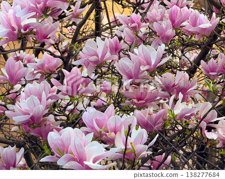 Magnolia tree full of pink blossoms spreading wide branches in urban garden. Abundant flowering, seasonal landscaping, residential greenery, decorative horticulture and springtime city environment Magnolia tree full of pink blossoms spreading wide branches in urban garden. Abundant flowering, seasonal landscaping, residential greenery, decorative horticulture and springtime city environment 138277684