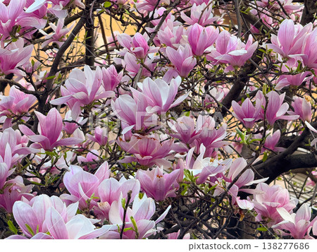 Magnolia buds and flowers covering branches with green leaves in spring light. Seasonal bloom, botanical richness, ornamental gardening, plant development and urban greenery concept Magnolia buds and flowers covering branches with green leaves in spring light. Seasonal bloom, botanical richness, ornamental gardening, plant development and urban greenery concept 138277686