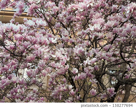 Magnolia branches with pink blossoms and fresh leaves. Seasonal flowering, botanical growth, urban gardening, decorative planting and spring vegetation cycle Magnolia branches with pink blossoms and fresh leaves. Seasonal flowering, botanical growth, urban gardening, decorative planting and spring vegetation cycle 138277694