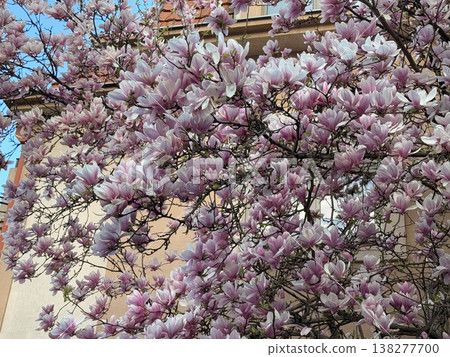 Magnolia tree in full bloom beside residential building under clear sky. Seasonal flowering, urban greenery, decorative planting, neighborhood landscaping and springtime environment concept Magnolia tree in full bloom beside residential building under clear sky. Seasonal flowering, urban greenery, decorative planting, neighborhood landscaping and springtime environment concept 138277700