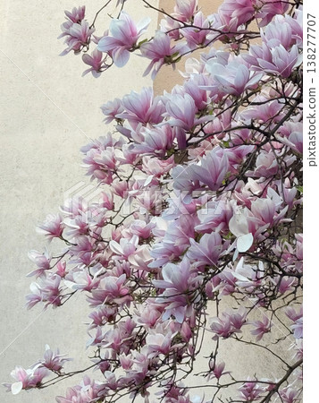 Close-up of white and pink magnolia flowers on branches in warm sunlight. Floral texture, botanical study, ornamental gardening, seasonal bloom detail and natural plant structure exploration 138277707