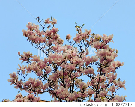 Wide view of magnolia tree covered with pink flowers against blue sky. Seasonal flowering display, botanical diversity, outdoor photography theme, spring vegetation and urban park scenery. 138277710
