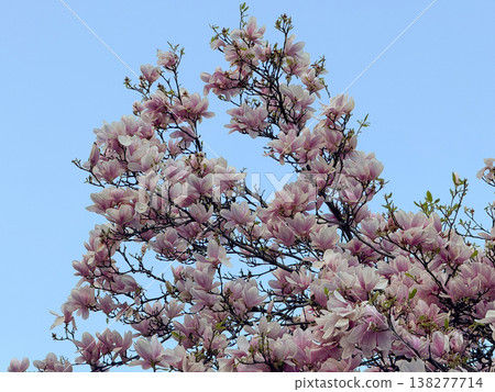 Magnolia buds and flowers covering branches with green leaves in spring light. Seasonal bloom, botanical richness, ornamental gardening, plant development and urban greenery concept Magnolia buds and flowers covering branches with green leaves in spring light. Seasonal bloom, botanical richness, ornamental gardening, plant development and urban greenery concept 138277714
