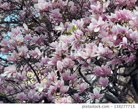 Beautiful magnolia buds and blossoms on branching tree. Floral development, botanical detail, seasonal change, ornamental planting and plant growth progression 138277718