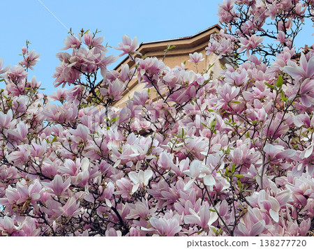 Magnolia tree filled with blooming flowers and branching structure in sunlight. Floral abundance, residential landscaping, ornamental horticulture, seasonal vegetation and urban garden design Magnolia tree filled with blooming flowers and branching structure in sunlight. Floral abundance, residential landscaping, ornamental horticulture, seasonal vegetation and urban garden design 138277720