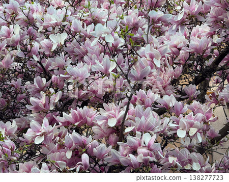 Magnolia branches with pink blossoms and fresh leaves. Seasonal flowering, botanical growth, urban gardening, decorative planting and spring vegetation cycle Magnolia branches with pink blossoms and fresh leaves. Seasonal flowering, botanical growth, urban gardening, decorative planting and spring vegetation cycle 138277723