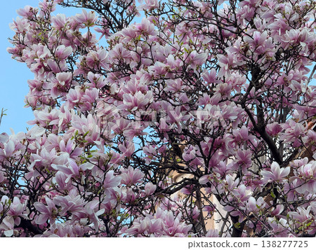 Pink magnolia buds opening in early spring sunlight. Seasonal bloom, botanical detail, garden planting inspiration, urban nature awakening and floral growth cycle Pink magnolia buds opening in early spring sunlight. Seasonal bloom, botanical detail, garden planting inspiration, urban nature awakening and floral growth cycle 138277725