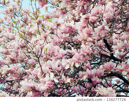Magnolia tree in full bloom beside residential building under clear sky. Seasonal flowering, urban greenery, decorative planting, neighborhood landscaping and springtime environment concept Magnolia tree in full bloom beside residential building under clear sky. Seasonal flowering, urban greenery, decorative planting, neighborhood landscaping and springtime environment concept 138277726