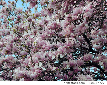 Dense magnolia blossoms covering branches in spring season. Floral abundance, urban landscaping, residential decoration, botanical richness and horticultural design concept Dense magnolia blossoms covering branches in spring season. Floral abundance, urban landscaping, residential decoration, botanical richness and horticultural design concept 138277727