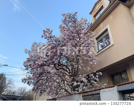 Pink magnolia flowers. Floral isolation, botanical detail, residential garden setting, seasonal bloom and natural light composition Pink magnolia flowers. Floral isolation, botanical detail, residential garden setting, seasonal bloom and natural light composition 138277728