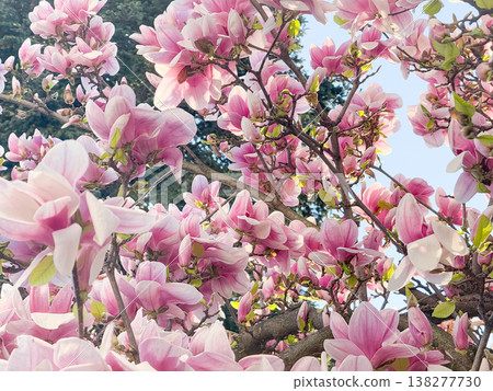Magnolia branches with pink blossoms and fresh leaves. Seasonal flowering, botanical growth, urban gardening, decorative planting and spring vegetation cycle Magnolia branches with pink blossoms and fresh leaves. Seasonal flowering, botanical growth, urban gardening, decorative planting and spring vegetation cycle 138277730