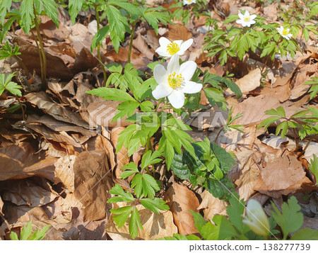 Close-up of a spring forest with white anemone flowers among fallen leaves. Bright sunlight highlights the tenderness of the petals and the fresh green of the leaves. For ecological, botanical Close-up of a spring forest with white anemone flowers among fallen leaves. Bright sunlight highlights the tenderness of the petals and the fresh green of the leaves. For ecological, botanical 138277739