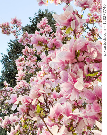 Pink magnolia flowers. Floral isolation, botanical detail, residential garden setting, seasonal bloom and natural light composition Pink magnolia flowers. Floral isolation, botanical detail, residential garden setting, seasonal bloom and natural light composition 138277740