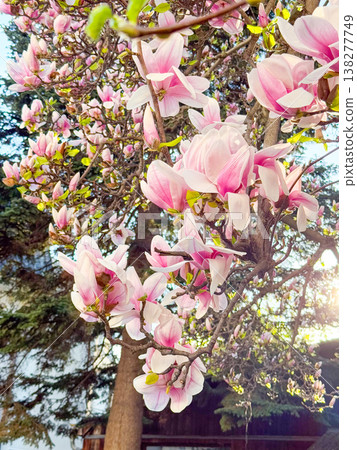 Magnolia tree filled with blooming flowers and branching structure in sunlight. Floral abundance, residential landscaping, ornamental horticulture, seasonal vegetation and urban garden design Magnolia tree filled with blooming flowers and branching structure in sunlight. Floral abundance, residential landscaping, ornamental horticulture, seasonal vegetation and urban garden design 138277749