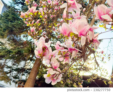 Magnolia branches with pink blossoms and fresh leaves. Seasonal flowering, botanical growth, urban gardening, decorative planting and spring vegetation cycle Magnolia branches with pink blossoms and fresh leaves. Seasonal flowering, botanical growth, urban gardening, decorative planting and spring vegetation cycle 138277750