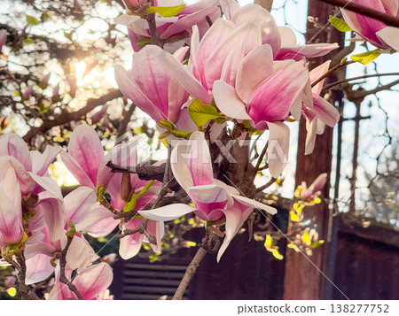 Pink magnolia buds opening in early spring sunlight. Seasonal bloom, botanical detail, garden planting inspiration, urban nature awakening and floral growth cycle 138277752