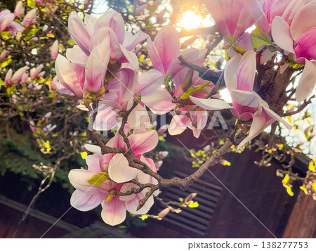 Magnolia tree in full bloom beside residential building under clear sky. Seasonal flowering, urban greenery, decorative planting, neighborhood landscaping and springtime environment concept 138277753