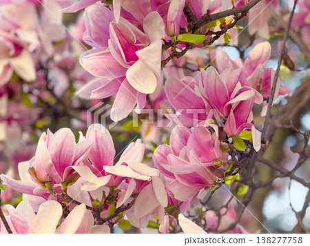 Magnolia tree full of pink blossoms spreading wide branches in urban garden. Abundant flowering, seasonal landscaping, residential greenery, decorative horticulture and springtime city environment Magnolia tree full of pink blossoms spreading wide branches in urban garden. Abundant flowering, seasonal landscaping, residential greenery, decorative horticulture and springtime city environment 138277758