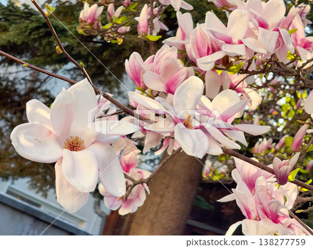 Magnolia buds and flowers covering branches with green leaves in spring light. Seasonal bloom, botanical richness, ornamental gardening, plant development and urban greenery concept Magnolia buds and flowers covering branches with green leaves in spring light. Seasonal bloom, botanical richness, ornamental gardening, plant development and urban greenery concept 138277759