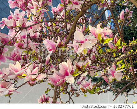 Magnolia tree filled with blooming flowers and branching structure in sunlight. Floral abundance, residential landscaping, ornamental horticulture, seasonal vegetation and urban garden design Magnolia tree filled with blooming flowers and branching structure in sunlight. Floral abundance, residential landscaping, ornamental horticulture, seasonal vegetation and urban garden design 138277761