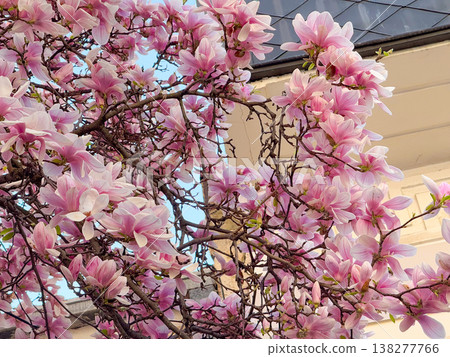 Magnolia tree in full bloom beside residential building under clear sky. Seasonal flowering, urban greenery, decorative planting, neighborhood landscaping and springtime environment concept Magnolia tree in full bloom beside residential building under clear sky. Seasonal flowering, urban greenery, decorative planting, neighborhood landscaping and springtime environment concept 138277766