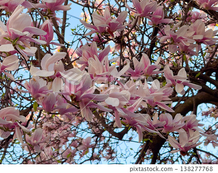 Pink magnolia flowers. Floral isolation, botanical detail, residential garden setting, seasonal bloom and natural light composition Pink magnolia flowers. Floral isolation, botanical detail, residential garden setting, seasonal bloom and natural light composition 138277768