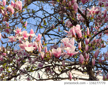 Wide view of magnolia tree covered with pink flowers against blue sky. Seasonal flowering display, botanical diversity, outdoor photography theme, spring vegetation and urban park scenery. 138277770