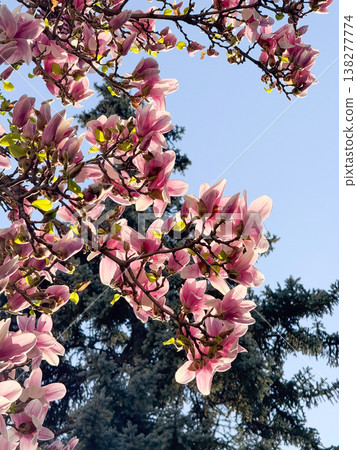 Magnolia tree filled with blooming flowers and branching structure in sunlight. Floral abundance, residential landscaping, ornamental horticulture, seasonal vegetation and urban garden design Magnolia tree filled with blooming flowers and branching structure in sunlight. Floral abundance, residential landscaping, ornamental horticulture, seasonal vegetation and urban garden design 138277774
