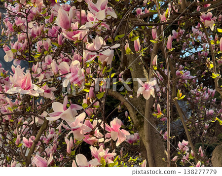 Dense magnolia blossoms covering branches in spring season. Floral abundance, urban landscaping, residential decoration, botanical richness and horticultural design concept Dense magnolia blossoms covering branches in spring season. Floral abundance, urban landscaping, residential decoration, botanical richness and horticultural design concept 138277779