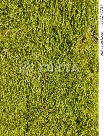 Bright close-up of green moss covering a surface, creating a feeling of freshness and natural harmony. For background images, environmental themes, design and nature concepts 138277787