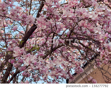 Magnolia tree filled with blooming flowers and branching structure in sunlight. Floral abundance, residential landscaping, ornamental horticulture, seasonal vegetation and urban garden design Magnolia tree filled with blooming flowers and branching structure in sunlight. Floral abundance, residential landscaping, ornamental horticulture, seasonal vegetation and urban garden design 138277792