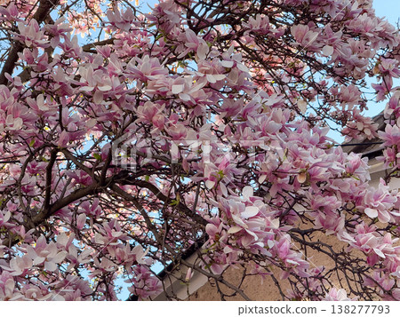 Magnolia branches with pink blossoms and fresh leaves. Seasonal flowering, botanical growth, urban gardening, decorative planting and spring vegetation cycle Magnolia branches with pink blossoms and fresh leaves. Seasonal flowering, botanical growth, urban gardening, decorative planting and spring vegetation cycle 138277793
