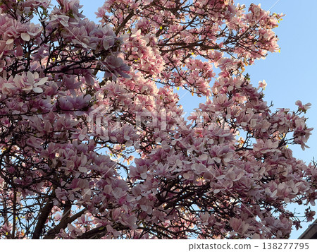 Pink magnolia buds opening in early spring sunlight. Seasonal bloom, botanical detail, garden planting inspiration, urban nature awakening and floral growth cycle Pink magnolia buds opening in early spring sunlight. Seasonal bloom, botanical detail, garden planting inspiration, urban nature awakening and floral growth cycle 138277795
