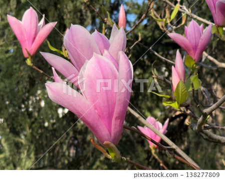 Close view of magnolia flower with soft petals and textured surface in sunlight. Botanical detail, floral anatomy, ornamental gardening, seasonal bloom and natural plant beauty 138277809