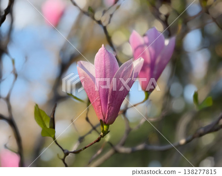 Magnolia bud in sharp focus with blurred background and soft light bokeh. Selective focus, botanical detail, macro photography, plant development and spring blooming process Magnolia bud in sharp focus with blurred background and soft light bokeh. Selective focus, botanical detail, macro photography, plant development and spring blooming process 138277815