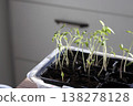Seedlings in plastic cups. Oblique Angle. Close-up. 138278128