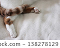 Domestic cat lies on its side. The cat's hind legs are spread apart and covered by the tail. Cat orange with white. Against a light blanket background. 138278129