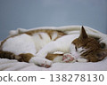 Domestic cat sleeps lying on its side. Cat orange with white. 138278130