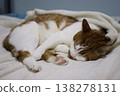 Domestic cat sleeps lying on its side. Cat orange with white. 138278131