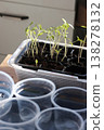 Seedlings in a plastic container. In backlight from a window. In the foreground, plastic cups for seedlings. Close-up. 138278132
