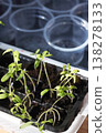 Seedlings in a plastic container. In the background, plastic cups for seedlings. Close-up. 138278133