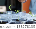 Seedlings in plastic cups. Close-up. 138278135
