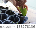 Seedlings in plastic cups. Close-up. A woman adjusts the soil in the cups using a small shovel. Shot in backlight from a window. Close-up.  138278136