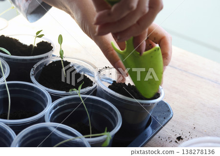 Seedlings in plastic cups. Close-up. A woman adjusts the soil in the cups using a small shovel. Shot in backlight from a window. Close-up.  138278136