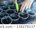 Seedlings in plastic cups. Close-up. A woman adjusts the soil in the cups using a small shovel.  138278137