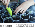 Seedlings in plastic cups. Close-up. A woman adjusts the soil in the cups using a small shovel.  138278138