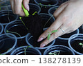 Seedlings in plastic cups. Close-up. A woman adjusts the soil in the cups using a small shovel. Close-up. 138278139