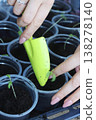 Seedlings in plastic cups. Close-up. A woman adjusts the soil in the cups using a small shovel. Close-up. 138278140