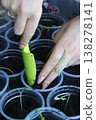 Seedlings in plastic cups. Close-up. A woman adjusts the soil in the cups using a small shovel. Close-up. 138278141