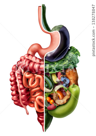 Digestion And Fiber 138278847